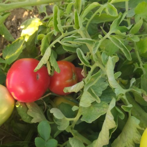 گوجه فرنگی تازه آب شیرین