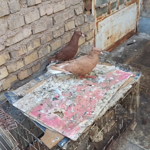 جفت کبوتر
