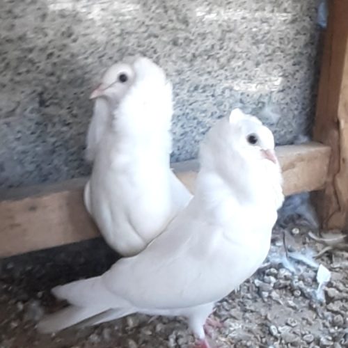 کبوتر سفید هلندی