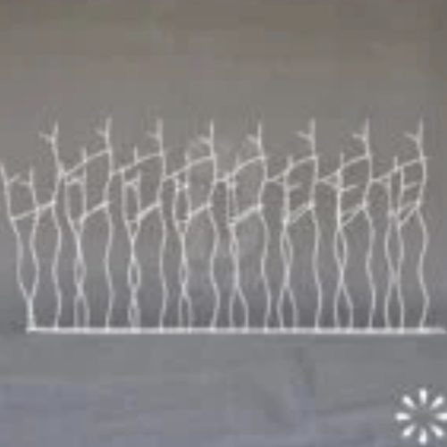 حفاظ شاخگوزنی