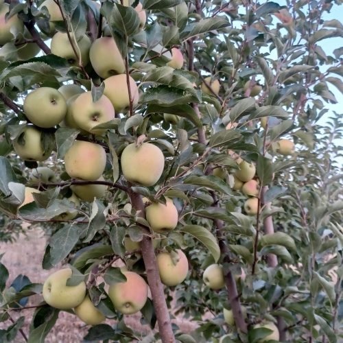 فروش باغ آستانه فوری