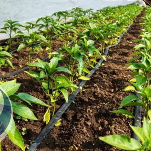 نوار تیپ (نوار آبیاری قطره ای )