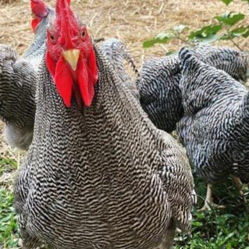 تخم نطفه‌دار پلیموت راک و مرندی