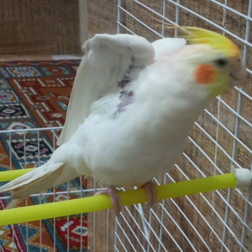 یک عدد عروس هلندی