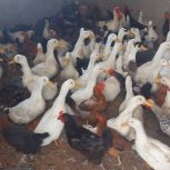 اردک تخمگذار