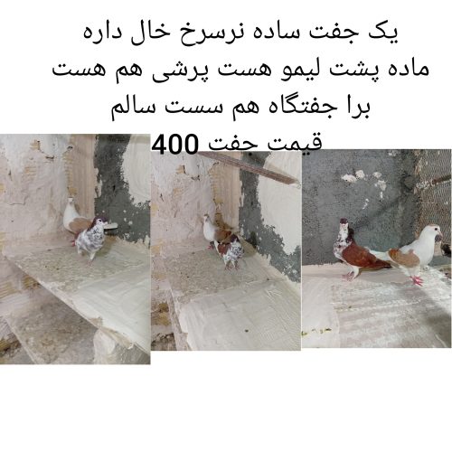 کفتر راعبی سینه سیاه ساده پشت