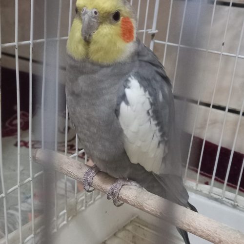 عروس هلندی فوری