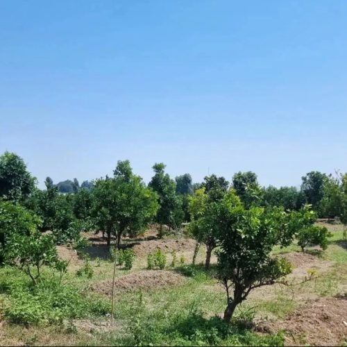 هزار متر مربع باغ فروشی