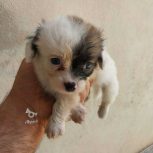 شیتزو تریر نر 2 ماه