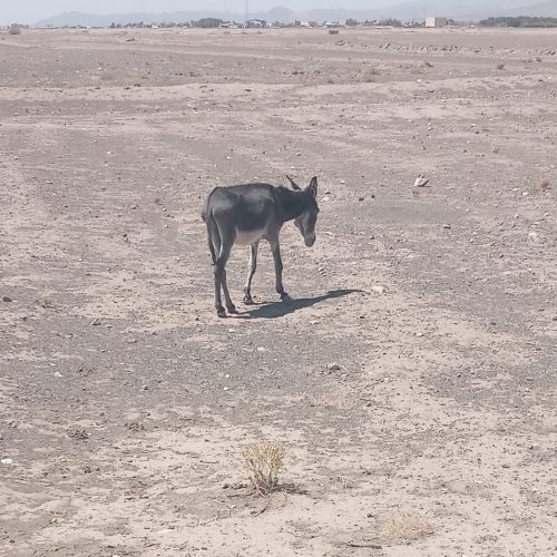 فروش
