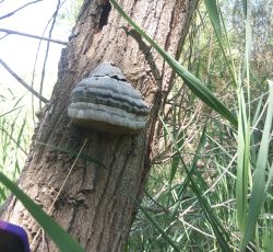 سرکارگر.درخدمت همشهریان عزیز