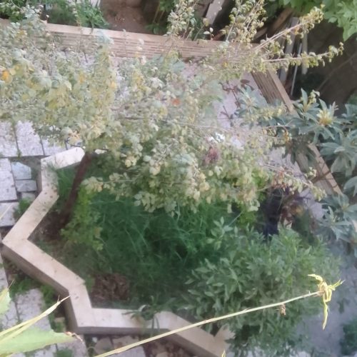 اجاره یک واحد 60 متری همکف در لاهیجان