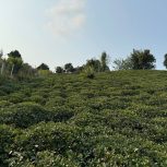 فروش زمینی با ویو  عالی