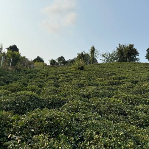 فروش زمینی با ویو  عالی