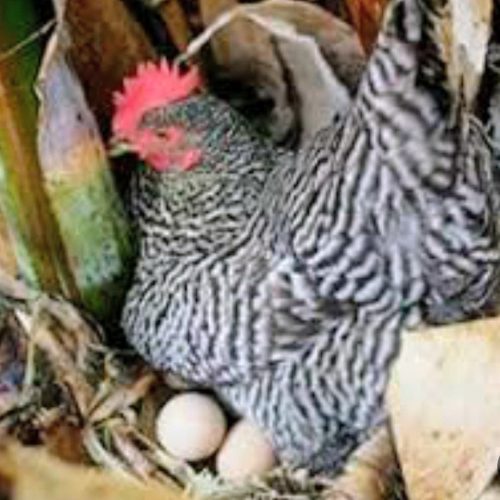 تخم نطفه‌دار پلیموت راک و مرندی