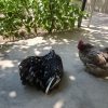 جوجه های کوشین پانتام اصل