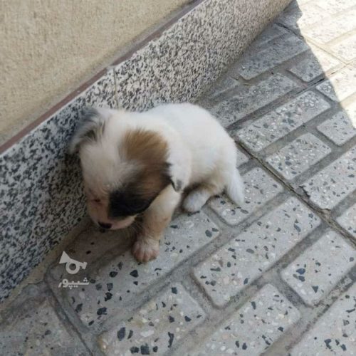 شیتزو تریر نر 2 ماه