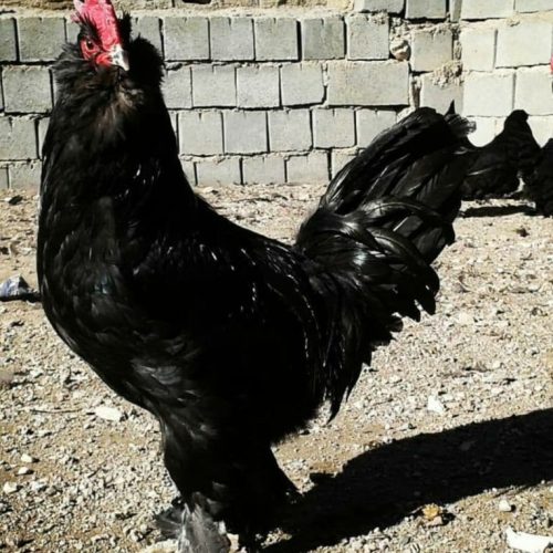 تخم نطفه‌دار پلیموت راک و مرندی