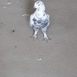 کبوتر پرشی سالم