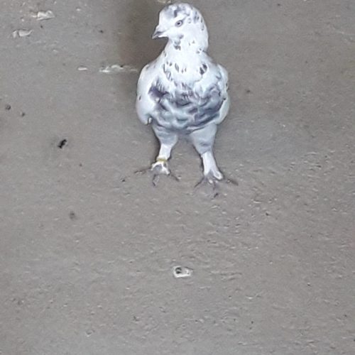 کبوتر پرشی سالم