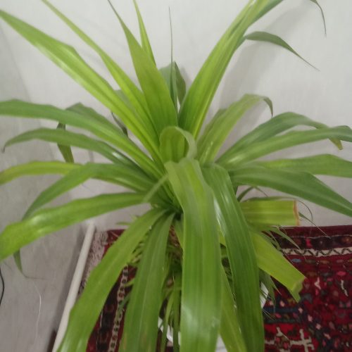 گل بزرگ پاندانوس