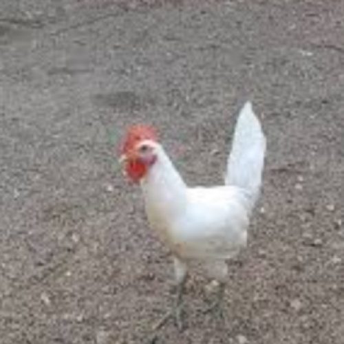 مرغ و خروس زنده🐔🐓🕊