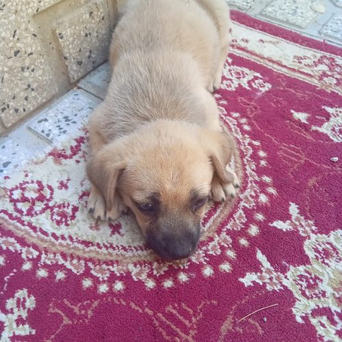 یک بچه توله بیستی دو ماه بسیار باهوش وتیز هوش