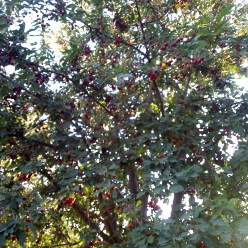 فروش فوق العاده باغ البالو