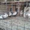 کبوتر های فروشی تمیز زینتی نربالغ ماده خوب .جوجه های تروتمیز