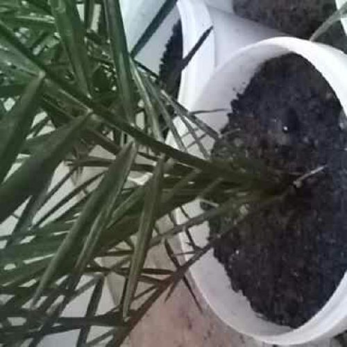 نهال نخل برحی