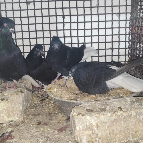 جوجه مفلق کبوتر زاغ دم سفید