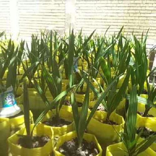 نهال نخل برحی