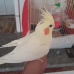 عروس هلندی نر دستی وسخنگو با قفس نو