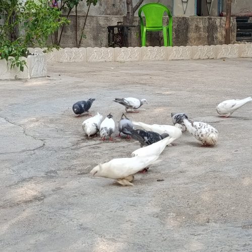 نزدیک 35تاکبوترنژادپلاکی وطوقی عروس