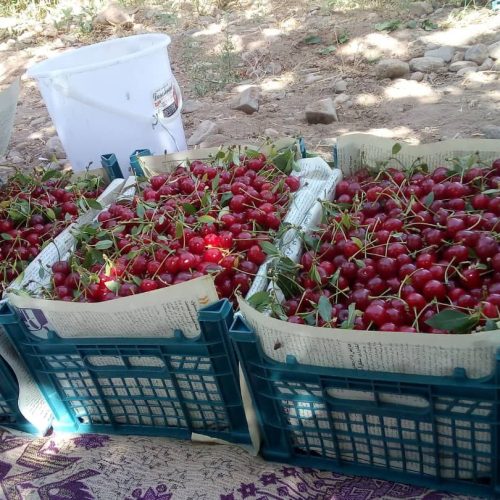 فروش فوق العاده باغ البالو