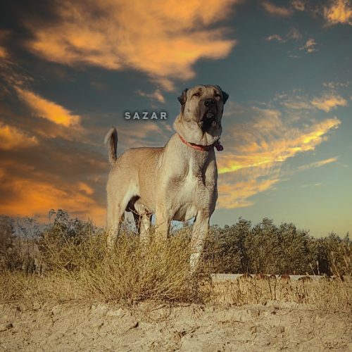 فروشی سگ سرابی