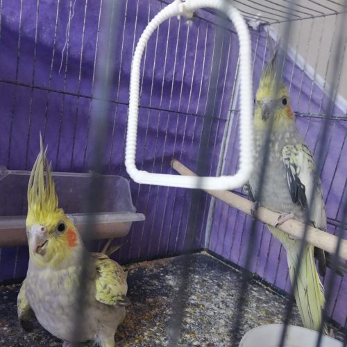 عروس هلندی ماده