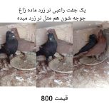 کفتر راعبی سینه سیاه ساده پشت