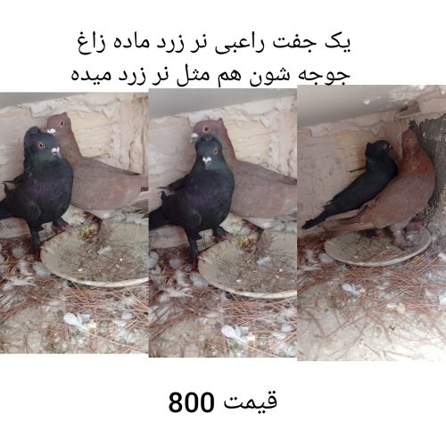 کفتر راعبی سینه سیاه ساده پشت