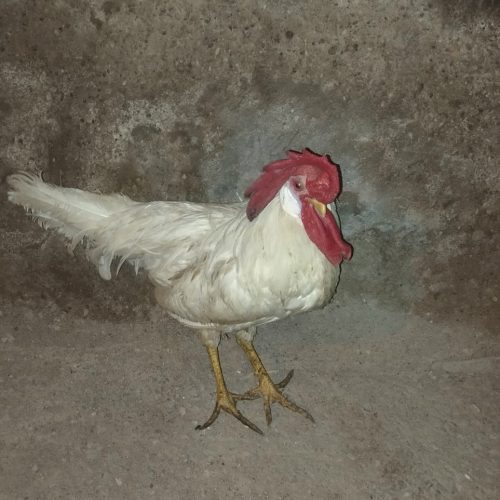 شوشتر شهرک اندیشه