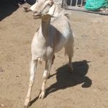 کولار جوان و شیرا