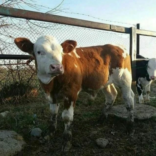 مرکز خرید و فروش انواع گوساله های نروماده