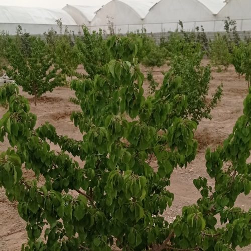 فروش باغ های 500 و1000 متری