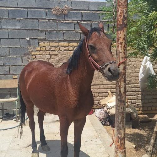 اسب مادیون سواری