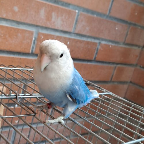 پرنده طوطی برزیلی 2 عدد