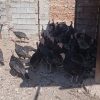 فروش بوقلمون عمده