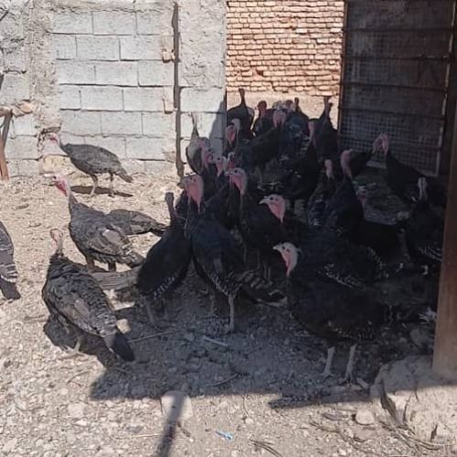 فروش بوقلمون عمده