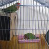 طوطی برزیلی نر و ماده