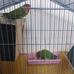 طوطی برزیلی نر و ماده
