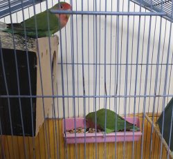 طوطی برزیلی نر و ماده